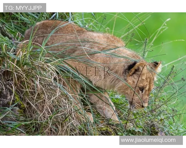 雄性美洲虎与雄狮的巅峰对决谁才是丛林之王的真正霸主